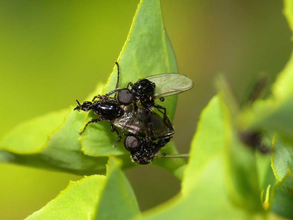 Festa di Bibionidae